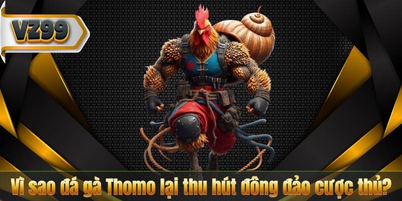 Vì sao đá gà Thomo lại thu hút đông đảo cược thủ?